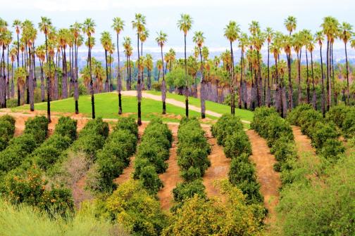 Citrus Trees including Orange and Lemon Trees surrounded by Palm Trees taken at Citrus State Historic Park
