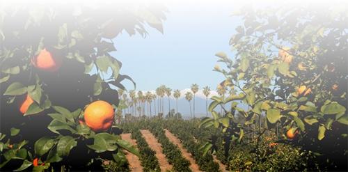An image of orange orchards. 